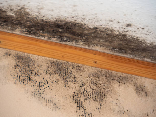 Environmental Consulting for Mold Prevention in Albany, MO