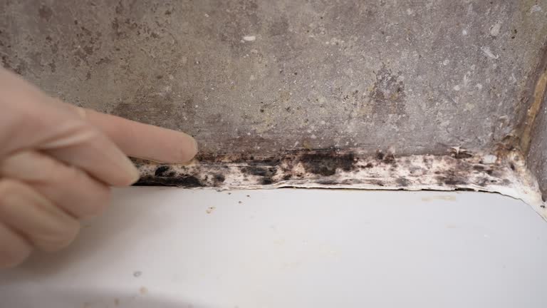 Best Water Damage & Mold Remediation  in Albany, MO