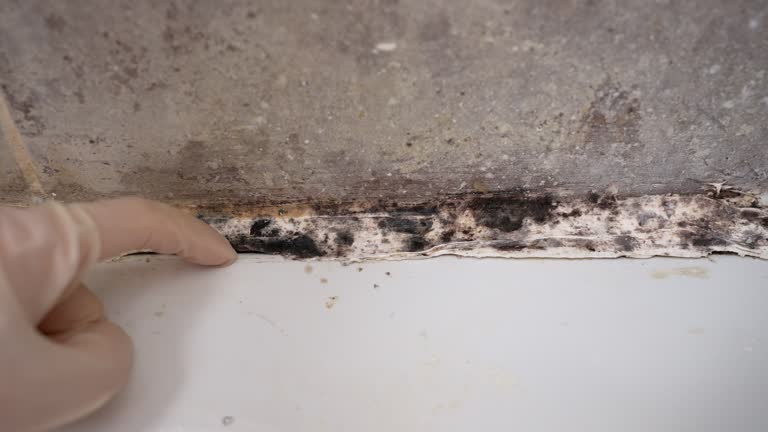 Albany, MO Mold Removal Company